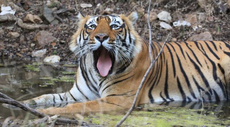 From Jaipur: Ranthambore National Park Day Trip with Safari - Good To Know