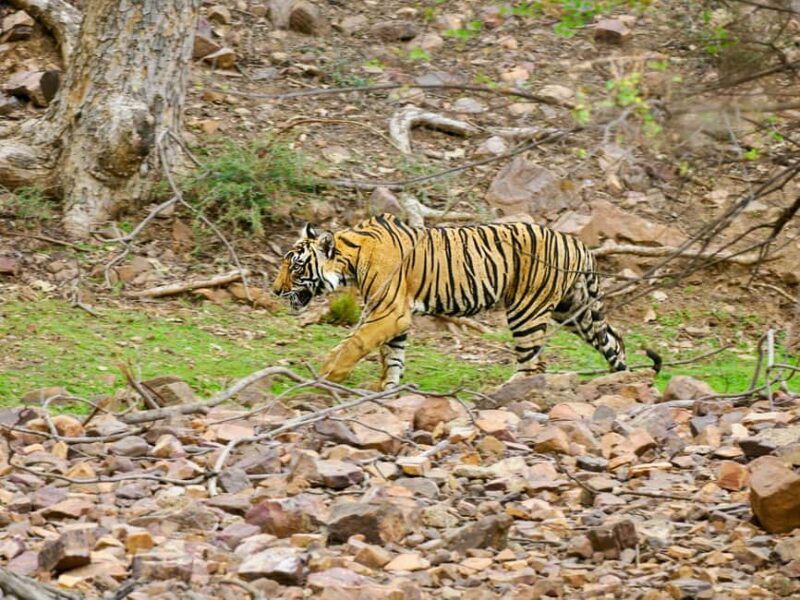 From Jaipur: Ranthambore National Park Day Trip with Safari - What to Expect on Your Ranthambore Day Trip