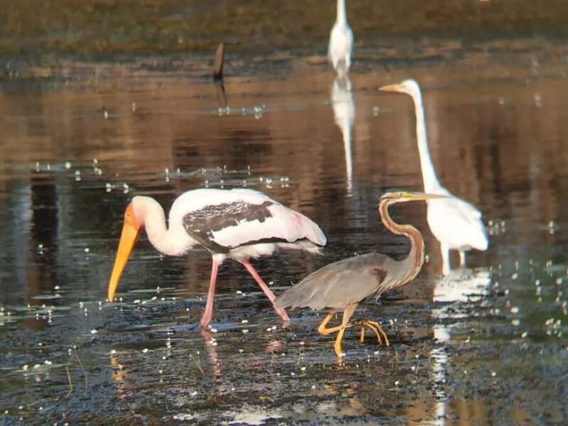 From Jaipur: Ranthambore National Park Day Trip with Safari - Authentic Insights from Reviews