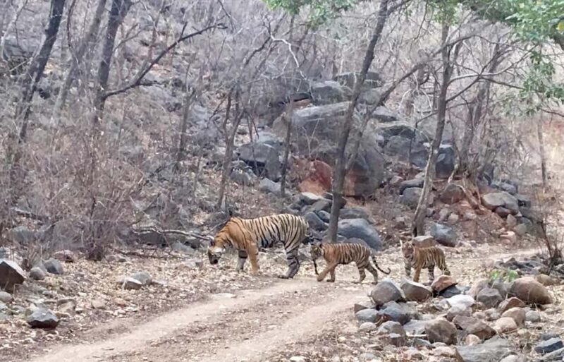 From Jaipur: Ranthambore National Park Day Trip with Safari - The Sum Up