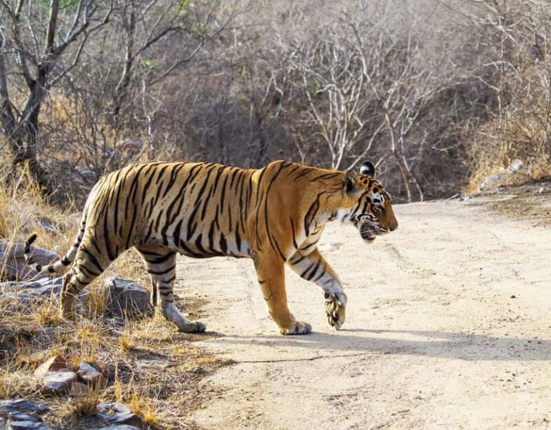 From Jaipur: Ranthambore National Park Day Trip with Safari - FAQ