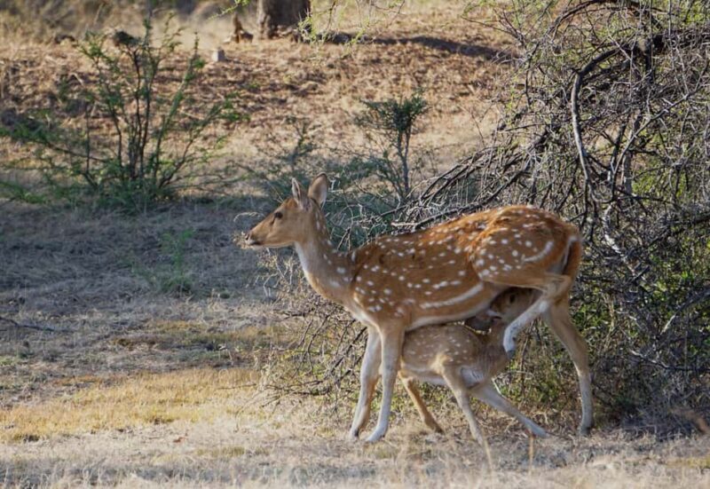 From Jaipur: Ranthambore National Park Day Trip with Safari - Final thoughts: Is it worth it?
