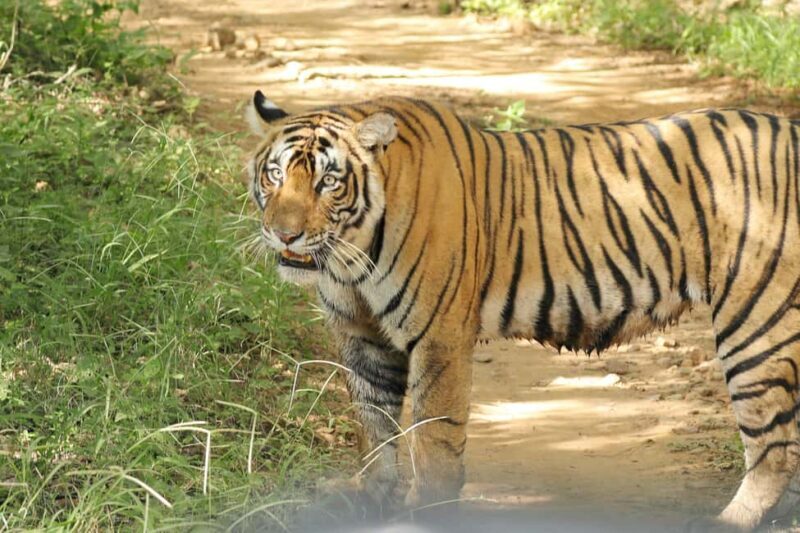 From Jaipur: Ranthambore National Park Day Trip with Safari - The Sum Up