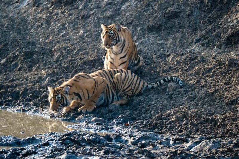 From Jaipur: Ranthambore National Park Day Trip with Safari - An In-depth Look at the Ranthambore Day Trip