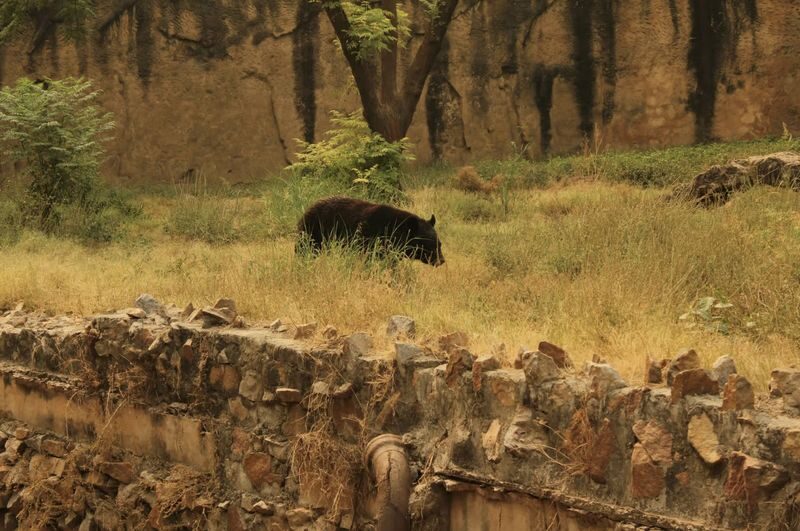From Jaipur: Ranthambore National Park Day Trip with Safari - A day planned around the afternoon safari