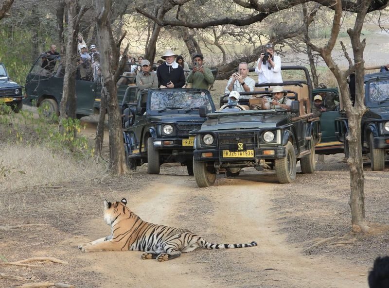 From Jaipur: Ranthambore National Park Day Trip with Safari - Is this Jaipur to Ranthambore day trip right for you?