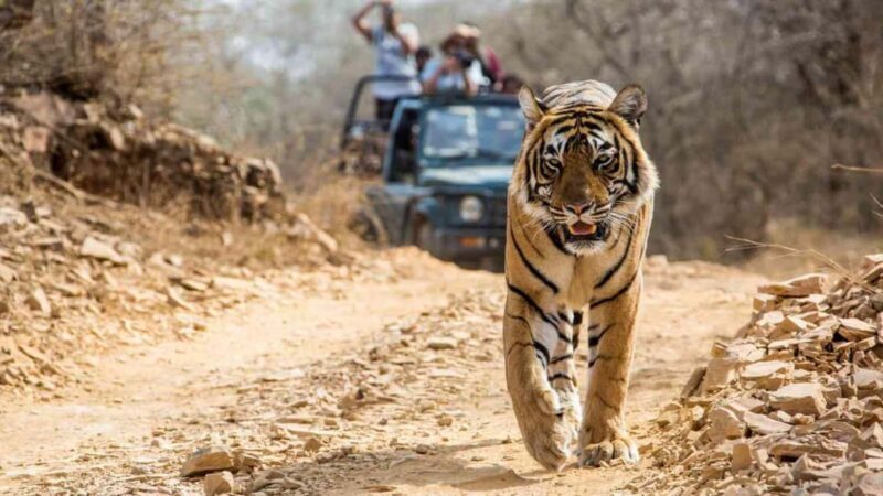 From Jaipur: Ranthambore National Park Day Trip with Safari - The Itinerary: Breaking Down the Day