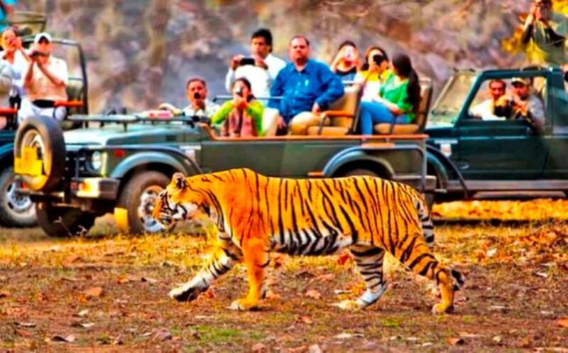 From Jaipur: Ranthambore National Park Day Trip with Safari - What Makes This Tour Stand Out