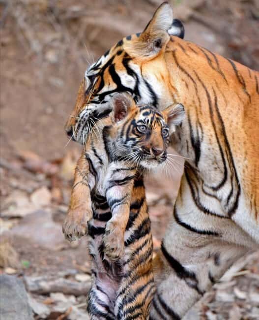 From Jaipur: Ranthambore National Park Day Trip with Safari - Who Should Consider This Tour?