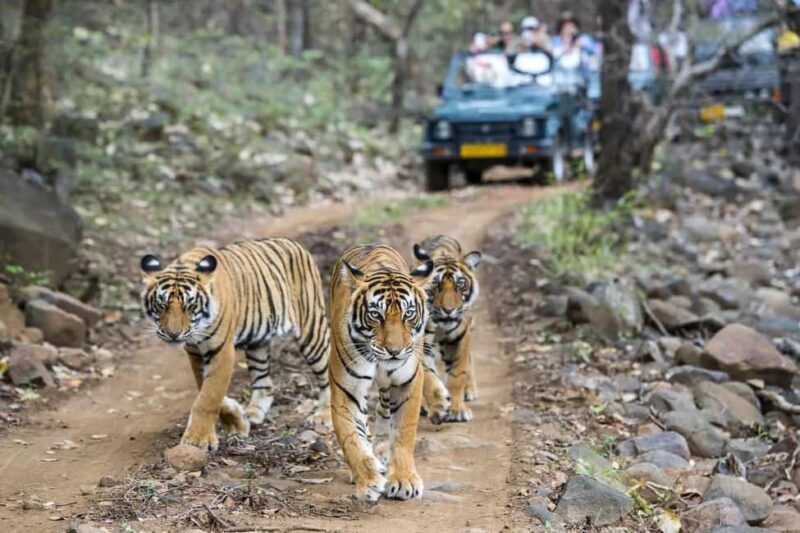 From Jaipur: Ranthambore National Park Day Trip with Safari - The Safari Experience: What to Expect