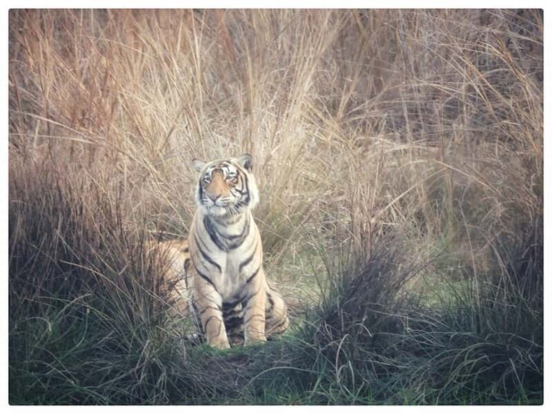 From Jaipur: Ranthambore National Park Day Trip with Safari - Good To Know