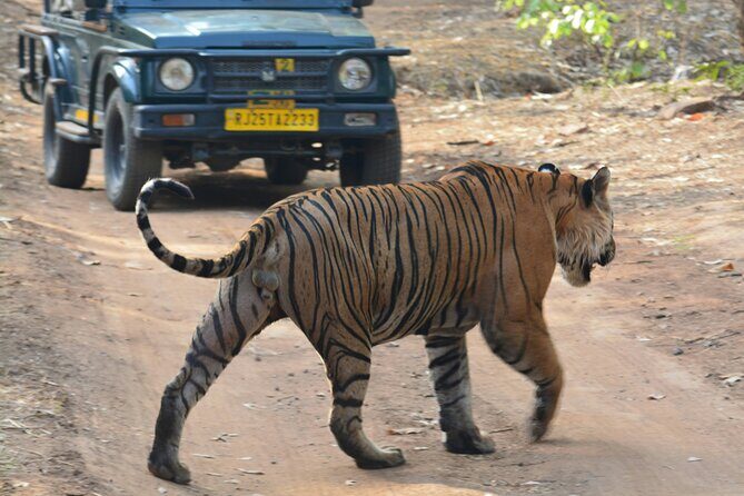 From Jaipur Ranthambore National Park Day Trip with Safari - Practical Aspects: Pricing, Duration, and Inclusions