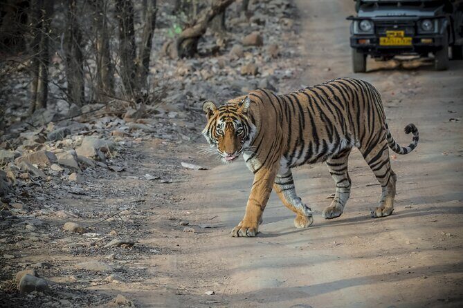 From Jaipur Ranthambore National Park Day Trip with Safari - FAQ