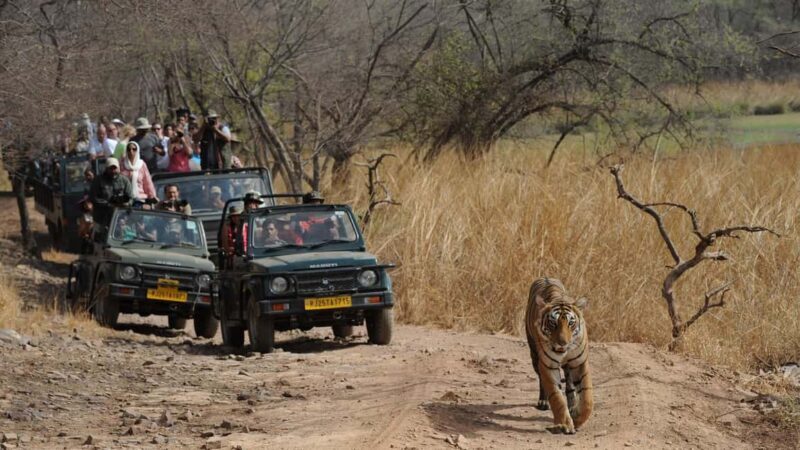 From Jaipur: Ranthambore National Park Day Trip with Safari - Good To Know