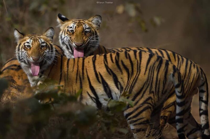 From Jaipur: Ranthambore National Park Day Trip with Safari - Who Should Consider This Tour?