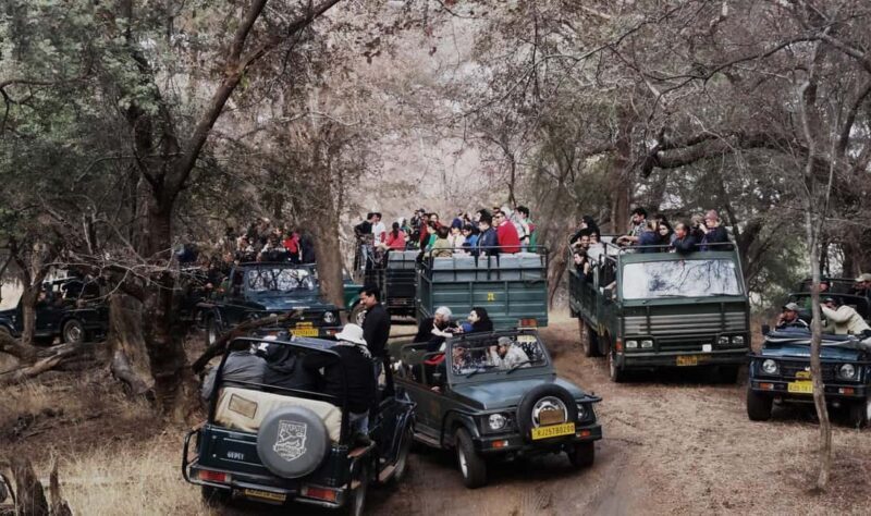 From Jaipur: Ranthambore National Park Safari with Transfers - Good To Know
