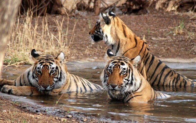 From Jaipur: Ranthambore National Park Safari with Transfers - The Safari Experience: What to Expect