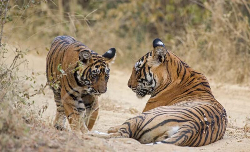 From Jaipur: Ranthambore National Park Safari with Transfers - Wildlife Sightings: Reality Check