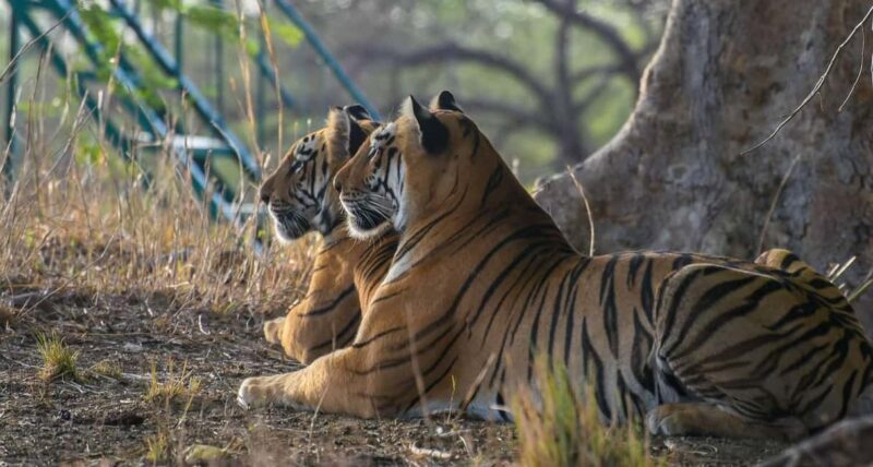 From Jaipur: Ranthambore National Park Safari with Transfers - Returning to Jaipur: Reflecting on the Day