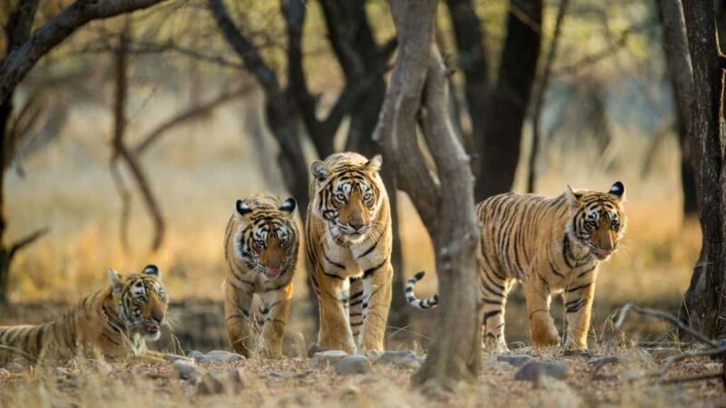 From Jaipur: Ranthambore National Park Safari with Transfers - Final Thoughts: Is This Tour Right for You?