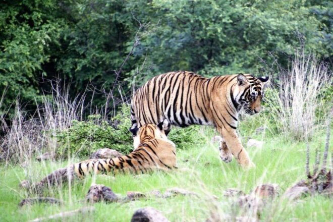 From Jaipur: Ranthambore Private Day Trip With Tiger Safari - Ranthambore National Park