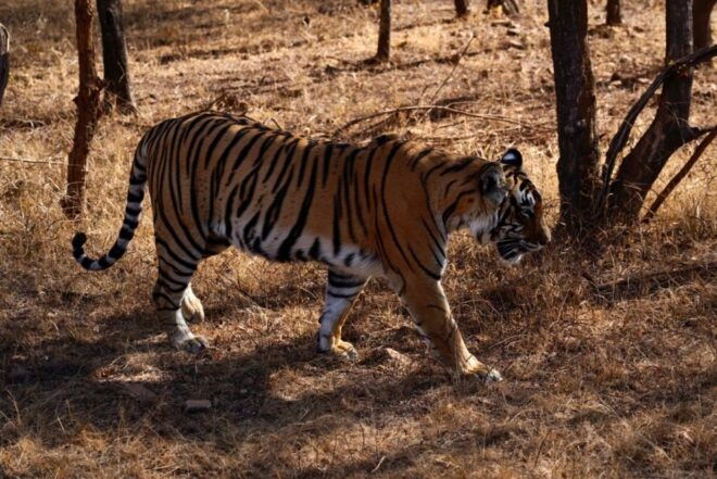 From Jaipur: Ranthambore Private Day Trip With Tiger Safari - Safari Experience