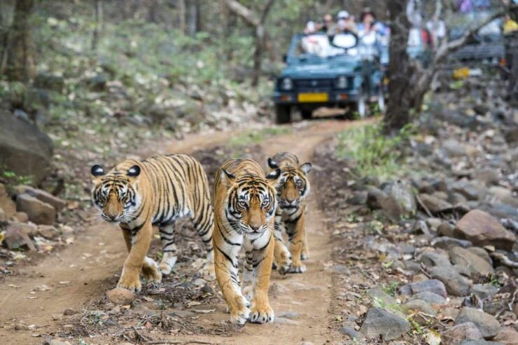 From Jaipur: Ranthambore Safari & Jaipur 2-Days Private Tour - Ranthambore National Park