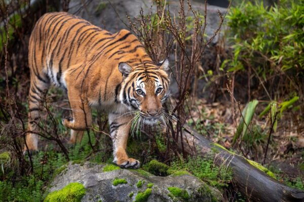 From Jaipur: Ranthambore Safari & Jaipur 2-Days Private Tour - Day 2: Morning and Afternoon Game Drives