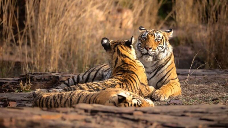From Jaipur: Ranthambore Tiger National Park Tour (02 Days) - Introduction