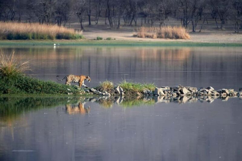 From Jaipur: Ranthambore Tiger National Park Tour (02 Days) - Accommodation and Dining