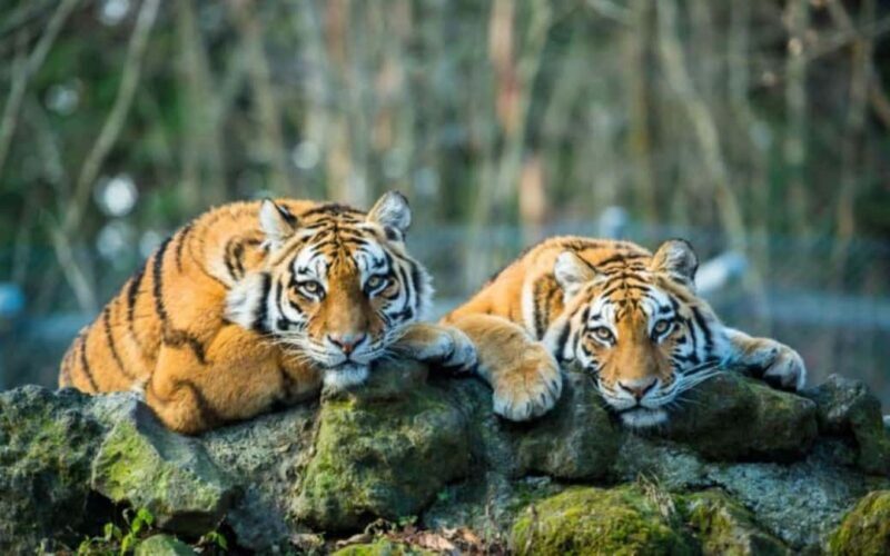 From Jaipur: Ranthambore Tiger National Park Tour (02 Days) - Pricing and Value