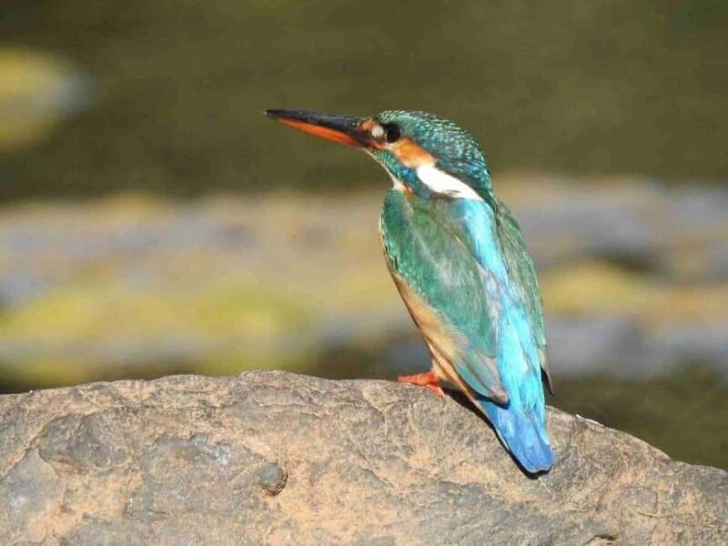 From Jaipur: Ranthambore Tiger National Park Tour (02 Days) - Who Should Consider This Tour?