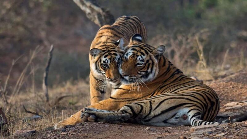 From Jaipur: Ranthambore Tiger National Park Tour (02 Days) - The Sum Up