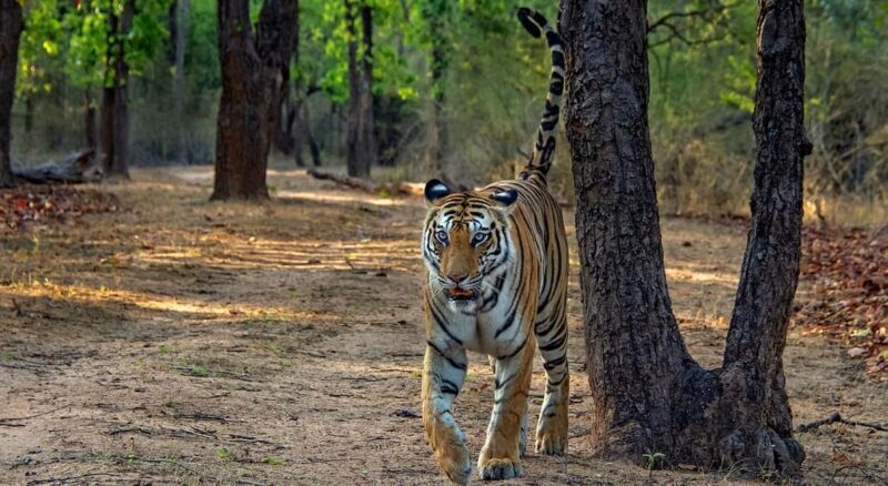 From Jaipur: Ranthambore Tiger Safari Day Trip with Transfer - Good To Know