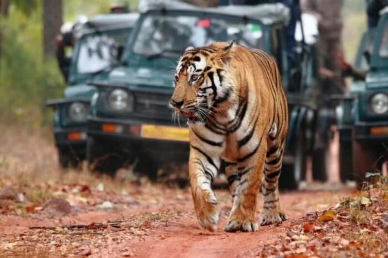 From Jaipur: Ranthambore Tiger Safari Day Trip with Transfer - Visiting Ranthambore Fort