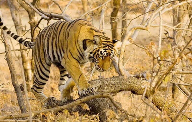 From Jaipur: Ranthambore Tiger Safari Day Trip with Transfer - Who Is This Tour Best For?