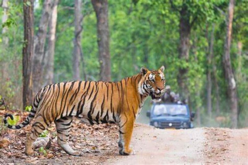 From Jaipur: Ranthambore Tiger Safari Day Trip with Transfer - The Itinerary: What You Can Expect