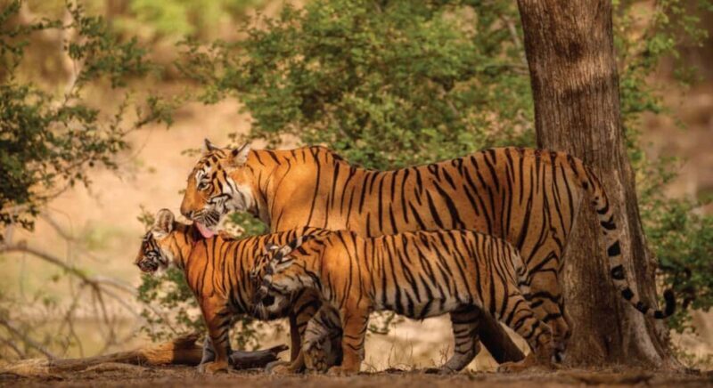 From Jaipur: Ranthambore Tiger Safari Day Trip with Transfer - The Wildlife Experience: Realities and Expectations