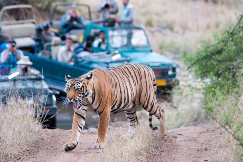 From Jaipur: Ranthambore Tiger Safari Day Trip with Transfer - Who Should Consider This Tour?
