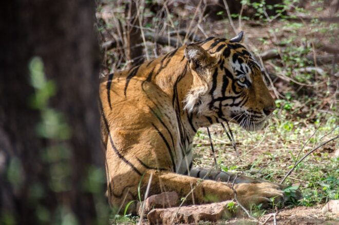 From Jaipur: Ranthambore Tiger Safari One Day Trip - Product Details