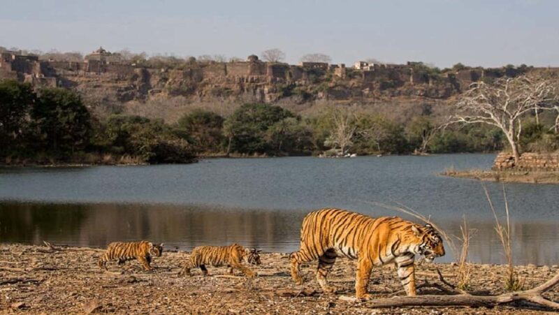From Jaipur: Ranthambore Tiger Safari One Day Trip - Good To Know