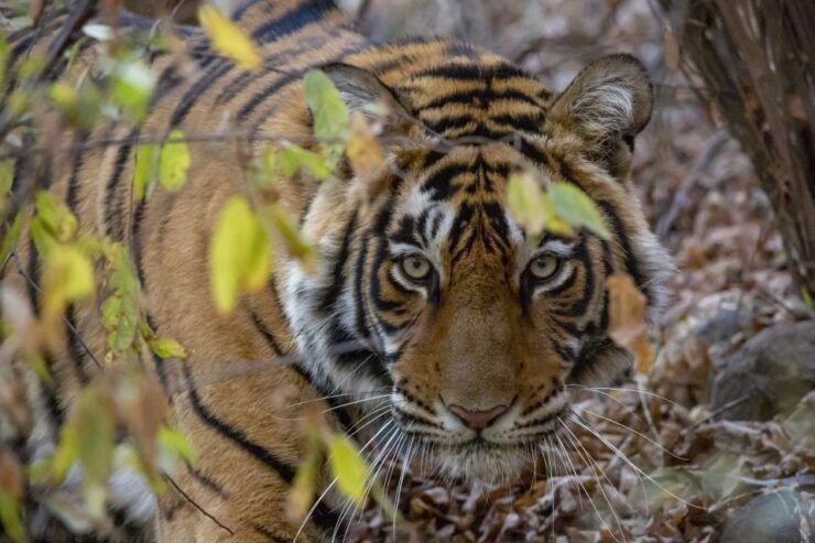From Jaipur: Ranthambore Tiger Safari One Day Trip - Activity Details