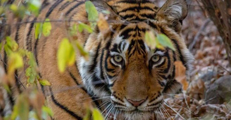 From Jaipur: Ranthambore Tiger Safari One Day Trip - Driver Details