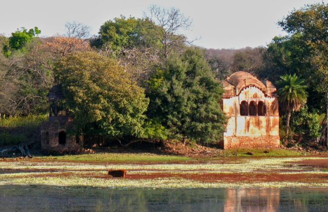 From Jaipur: Ranthambore Tiger Safari One Day Trip - Review Summary