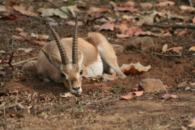 From Jaipur: Ranthambore Tiger Safari One Day Trip - Transportation Rating