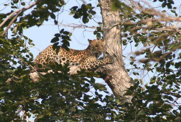 From Jaipur: Ranthambore Tiger Safari One Day Trip - The Sum Up