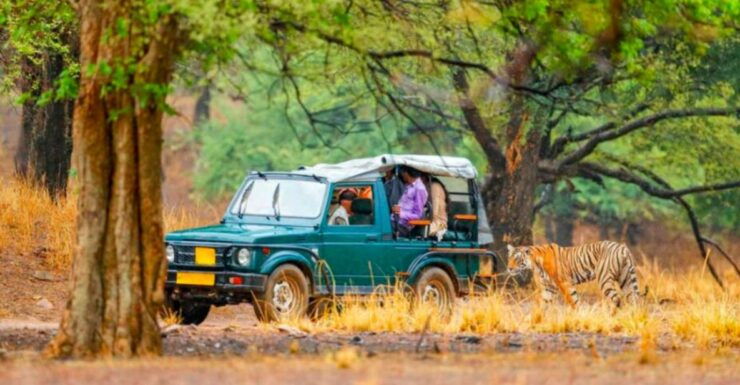 From Jaipur: Ranthambore Tiger Safari Overnight Tour - Activity Details