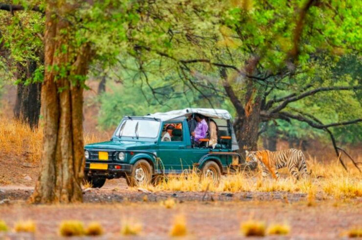 From Jaipur: Ranthambore Tiger Safari Overnight Tour - Activity Details