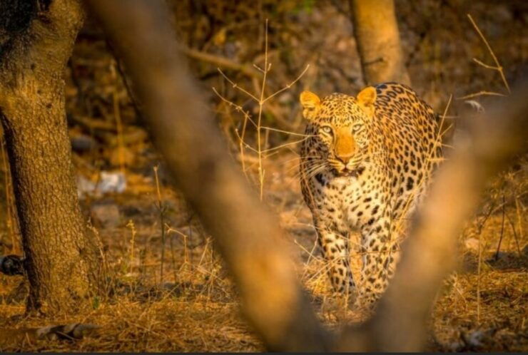 From Jaipur: Ranthambore Tiger Safari Overnight Tour - Experience
