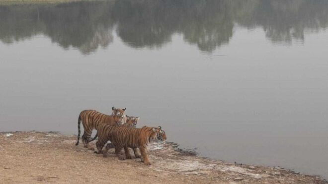 From Jaipur: Ranthambore Tiger Safari Overnight Tour - Wildlife in Ranthambore